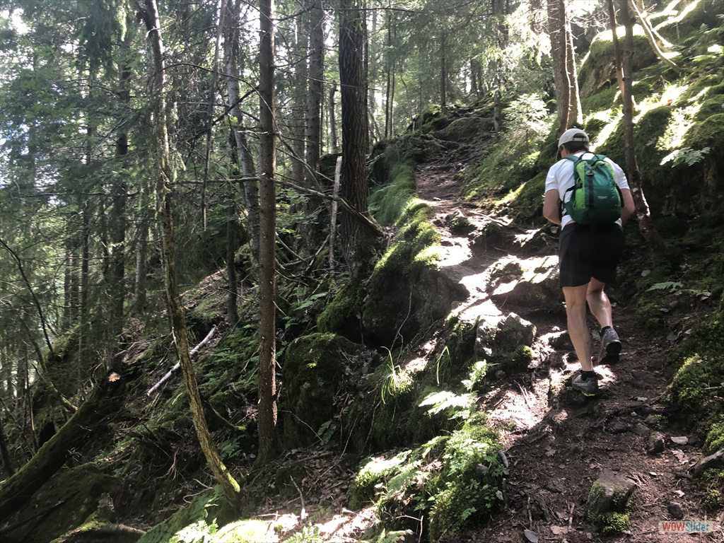 Idyllisk og tykk granskog!