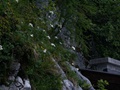 ....   
Vakre blomster oppe i fjellskrentene ved topp busstasjonen